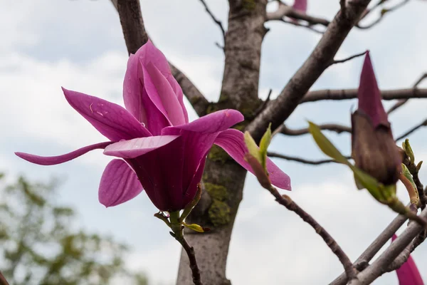 Raindrops on a flower magnolia — Stock Photo, Image