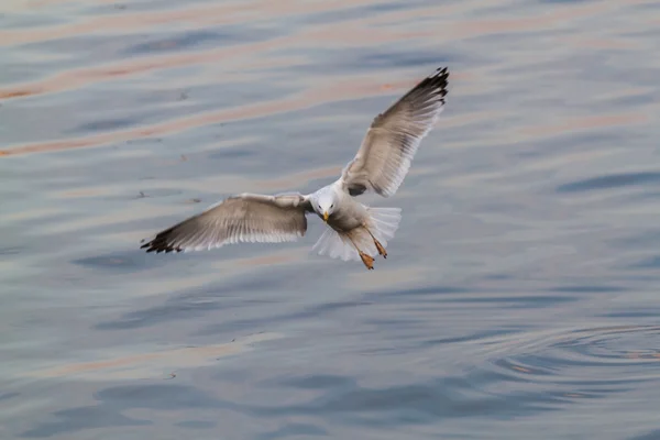 Чайка крупным планом летит над водой — стоковое фото