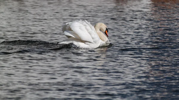 Белый лебедь на пруду — стоковое фото