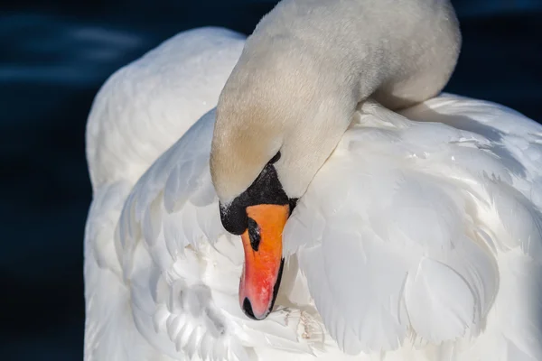 Bílá Labuť uhladit peří — Stock fotografie