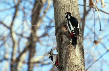 Bir ağaç üzerinde iki ağaçkakan 