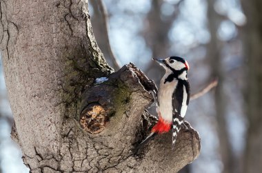Woodpecker on a tree trunk