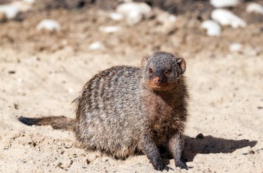 Gri Hint Firavun faresi