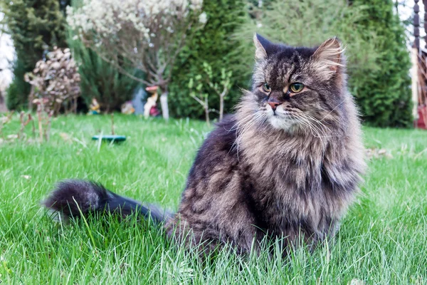 녹색 잔디에 시베리아 고양이 스톡 사진