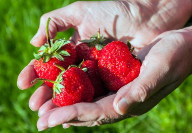 Kadın elinde taze çilek