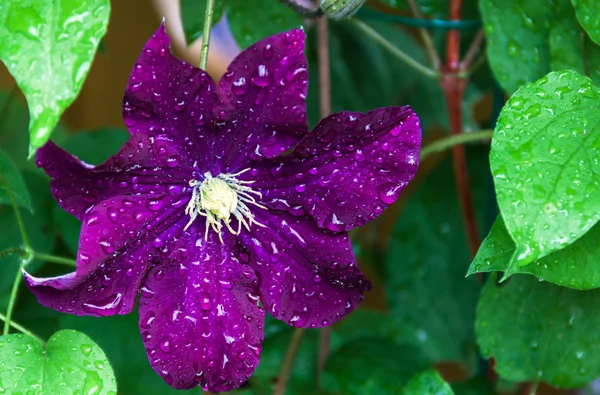 Clematis blomma efter regn Stockfoto