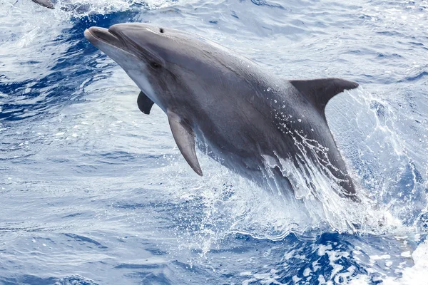 Delfin springt aus dem Wasser — Stockfoto