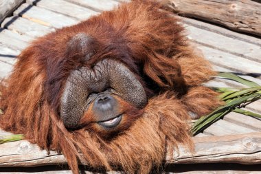 Hayvanat bahçesindeki Orangutan.