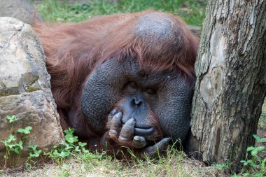 Kameraya bakarak orangutan