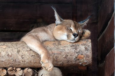 oturum açma uyku karakulak
