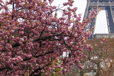 ağaçları kiraz çiçek