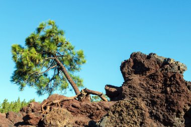 Kayaların üzerinde büyüyen şaşırtıcı çam