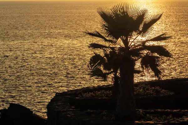 Palm tree on the ocean at sunset — Stock Photo, Image