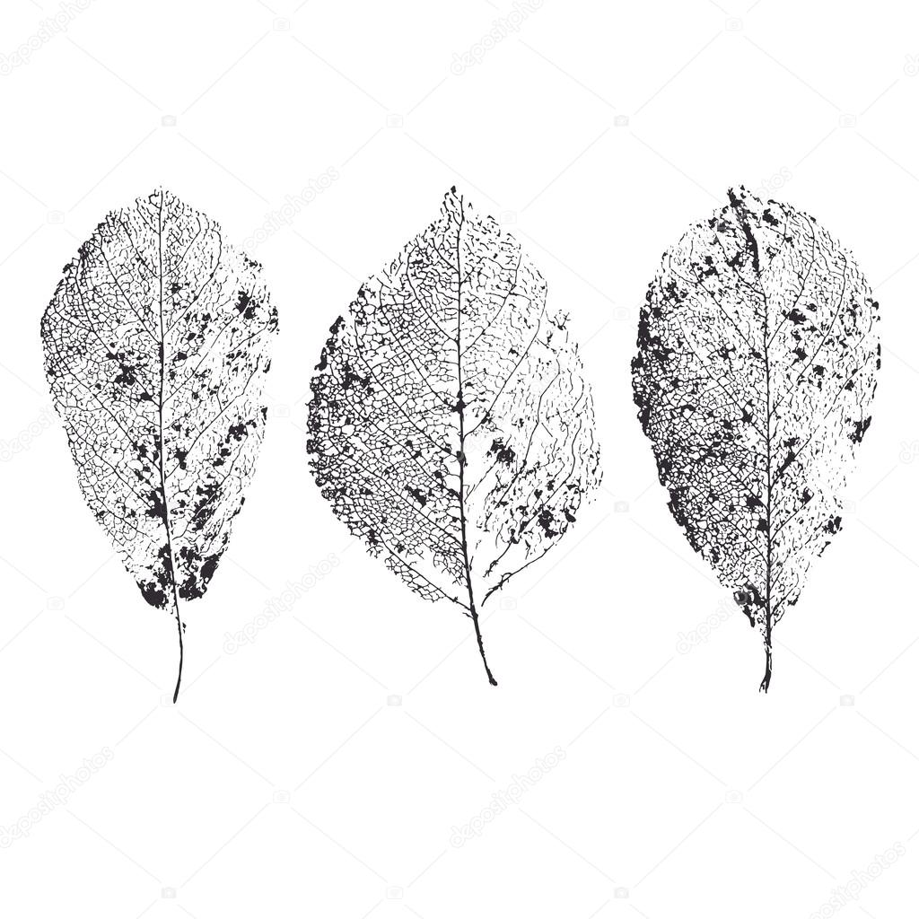 Skeleton leaves isolated. Leaf veins.