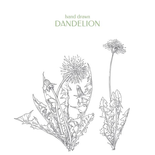 Vector Taraxacum officinale. dente-de-leão desenhado à mão — Vetor de Stock