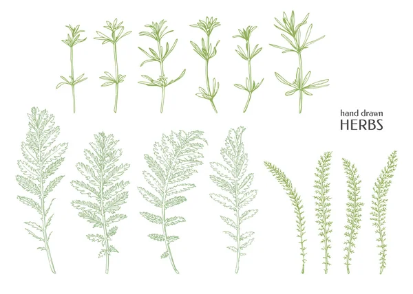 Herbes dessinées à la main . — Image vectorielle