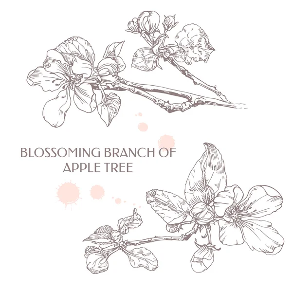 Apple blomma. Blommande gren av äppelträd. — Stock vektor