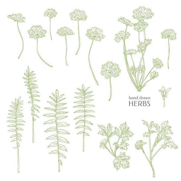 Herbes dessinées à la main . — Image vectorielle