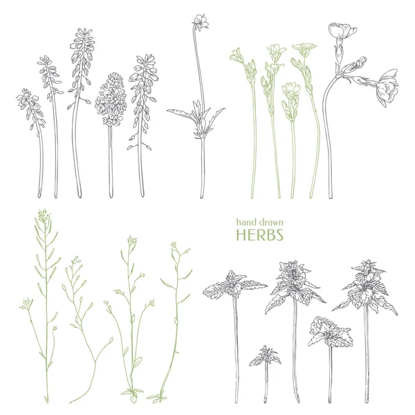 Hand drawn herbs. — Stock Vector