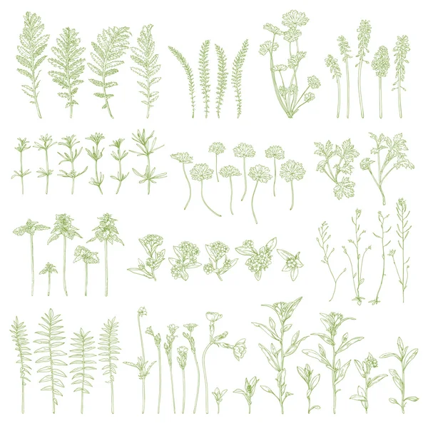 Hand drawn herbs. Vector weed. Ink graphic. — Stock Vector