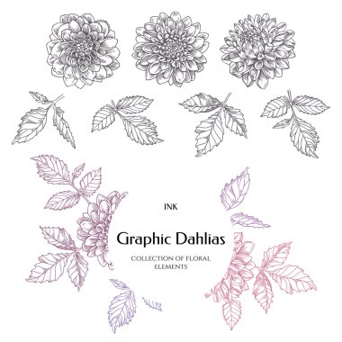 Mürekkep çizilmiş dahlias. Koleksiyon kontur tomurcukları, Yıldızçiçekleri bırakır.