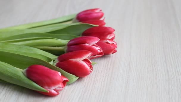 Tulipanes rojo-blancos yacen sobre una mesa blanca — Vídeos de Stock