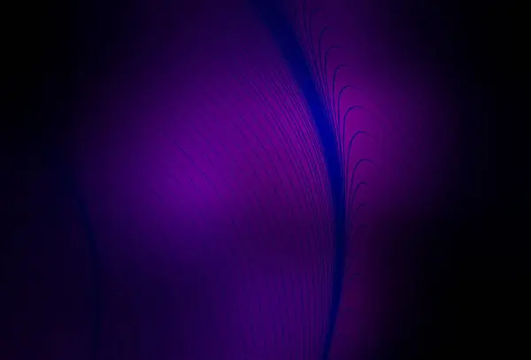 Layout Vettoriale Viola Scuro Con Linee Curve Elegante Illustrazione Luminosa — Vettoriale Stock