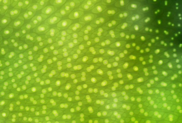 Светло Зеленый Желтый Векторный Узор Сферами Абстрактная Иллюстрация Цветными Пузырями — стоковый вектор