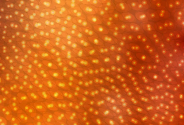 Modèle Vectoriel Orange Clair Avec Cercles Illustration Avec Ensemble Cercles — Image vectorielle