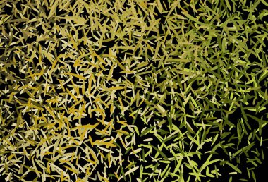 Koyu yeşil, renkli çizgileri olan sarı vektör dokusu. Bulanık arkaplanda gradyanı olan çizgiler. Reklam, kitapçıklar, broşürler için desen.