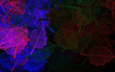 Koyu renkli, yaprakları olan zarif bir şablon. Yapraklar, çiçekler beyaz arka planda doğal bir şekilde. İşiniz için yepyeni bir tasarım..