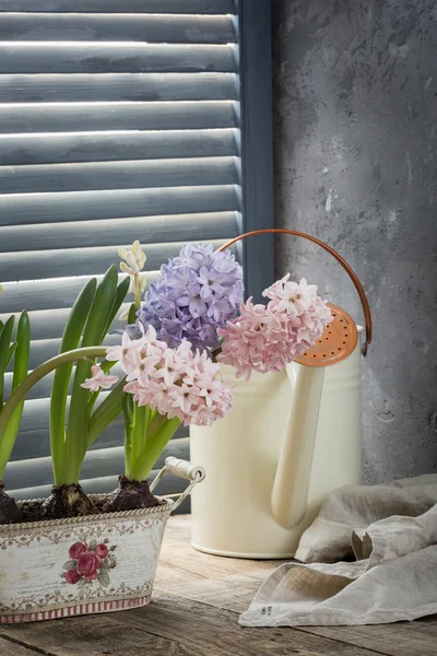 Hyacinth. Bunga-bunga di ambang jendela. Ibu HOLIDAY — Stok Foto