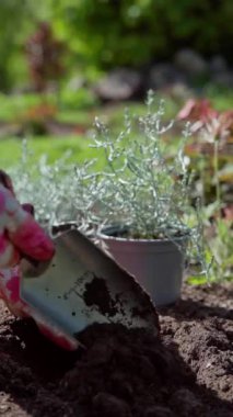 dikey video. Baharda bahçede bahar işi. Bahçıvan yatakta kalochepalus çiçeği yetiştirir. Süsenli yatak. Yavaş çekim videosu 100fps. Yüksek kaliteli FullHD görüntüler