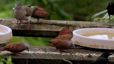 Bahçedeki kuşlar su içiyorlar, güvercinler ve pas rengi kuşlar ahşap platforma tünemiş, besleniyorlar.