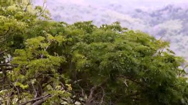 Yoğun yeşil ağaçlar tepelerde, karışık dallar ve taze yapraklar, bulanık sabah sisi