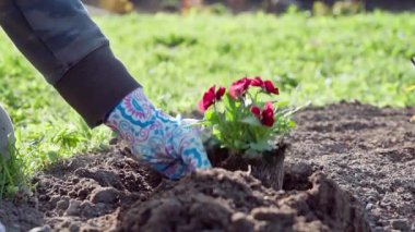 Yakın plan eldivenli eller, kırmızı yatak bitkisini hazırlanmış deliğe yerleştiriyor, görülebilir, sert toprak.