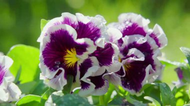 Baharda bahçede bahar işi. Mor ve beyaz bir menekşe çiçeğinin yakın çekimi. Yavaş çekim videosu 100fps. Yüksek kaliteli FullHD görüntüler