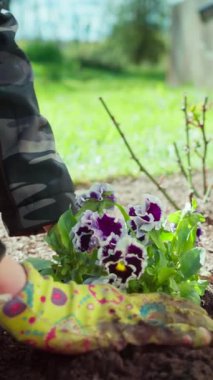 Yakın plan eller, zengin toprağa mor menekşeler dikiyorlar, desenli eldivenler giyiyorlar, arka bahçedeki çimenlik arka plan.,