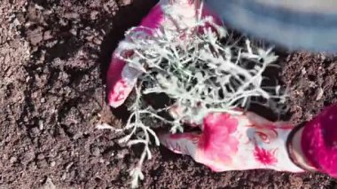 Baharda bahçede bahar işi. Bahçıvan yatakta gümüş kalochepalus çiçeği yetiştirir. Yavaş çekim videosu 100fps. Yüksek kaliteli FullHD görüntüler