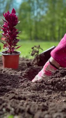 Dikey video. Baharda bahçede bahar işi. Bahçıvan yatağa çiçek eker. Yavaş çekim videosu 100fps. Yüksek kaliteli FullHD görüntüler