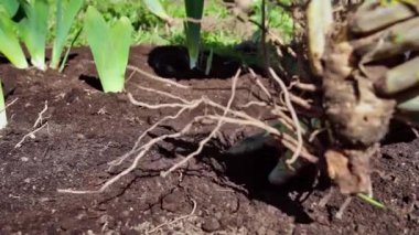 Yakın plan eldivenler topraktaki karmakarışık kök topunu temizliyor, bölünme için kökleri dikkatli ayırıyor.