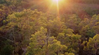 Drone uçuşu, ileri hareket, günbatımı, bataklığın kenarındaki bir çam ormanının üzerinde gün doğumu. Yüksek kalite 4k görüntü