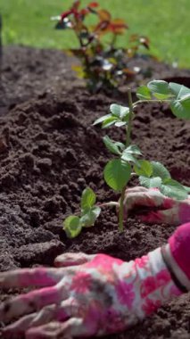 Eldivenli eldiven, gül kesme, yatakta sabitlenmiş hassas kökler, desenli toprağın kapanması ve yeşil yapraklar, gönüllü bitki, özenli ve sağlam ellerle yatağı bitiriyor.