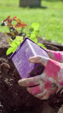 Gül dikme etkinliği, gül yetiştirme bahçesine hassas bir şekilde çiçek açmayı titizlikle yerleştirme ve canlı gülleri özel ve korunaklı bahçeye yerleştirme.
