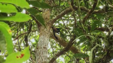 Güneş Işıklı Maymun Bagajdan Bakıyor, Meraklı Primat Kafa Eğiyor ve Uyanık Bakış, Dallar ve Asmalar Arasında Oyuncu Hareket, Parlak Noktalı Işıklı Vurgu Surat, Ağaçların Canlı Portresi