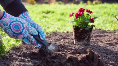 Eldivenli Eller Yatağa Kırmızı Çiçekler, Görünür Kök Topuyla Canlı Yıllıklar ve Şablon Eldivenli Şablon Şalı, Güneşli Arka Bahçe Sahnesi, Toplum Bahçıvanı Yerleştirme Tesisleri, Çiçek Tasarımcısı