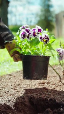Delik açarak Mor Pansikli Kapalı Çiçek Saksısı, Eldivenli El Çiçek Bitkisi, Parlak Bahar Günışığı, Kenar Mahalle Bahçesi Sınırı, Nakilden Önce Beklenti, Açık Hava Hobisi