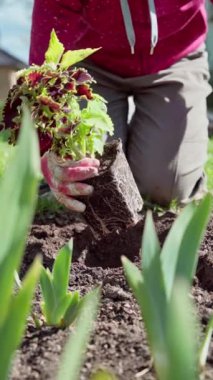 Kök yumağı ve kökleri açıkta olan bir kadın, çiçek eldiveni konteynırı, Hazır Delik 'e dikkatli nakil, Çerçevede toprak dokusu ve genç yeşillikler,