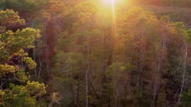 Çam Ormanı 'nın üzerinde altın ışınlar aydınlatan ağaç tepeleri ve Misty Understory ile gün doğumu, hava aracı sıcak mercekler ve uzun gölgeler yakalıyor, sakin ruh hali yalnızlığı ve gençliği çağrıştırıyor.,