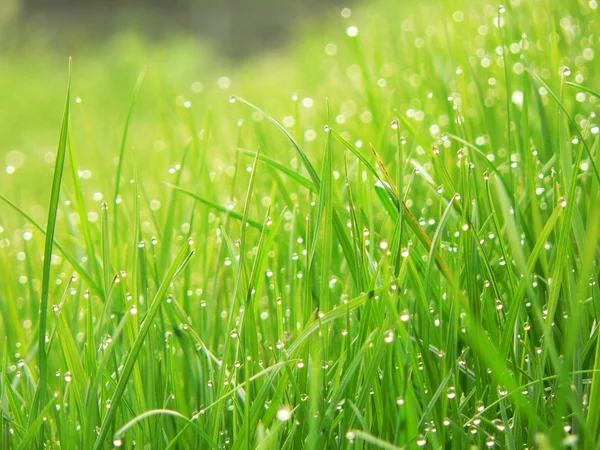 Yeşil çimlerin üzerindeki çiy tanesi